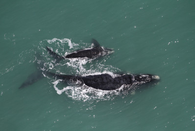 Naufrágio da Amazônia Azul: