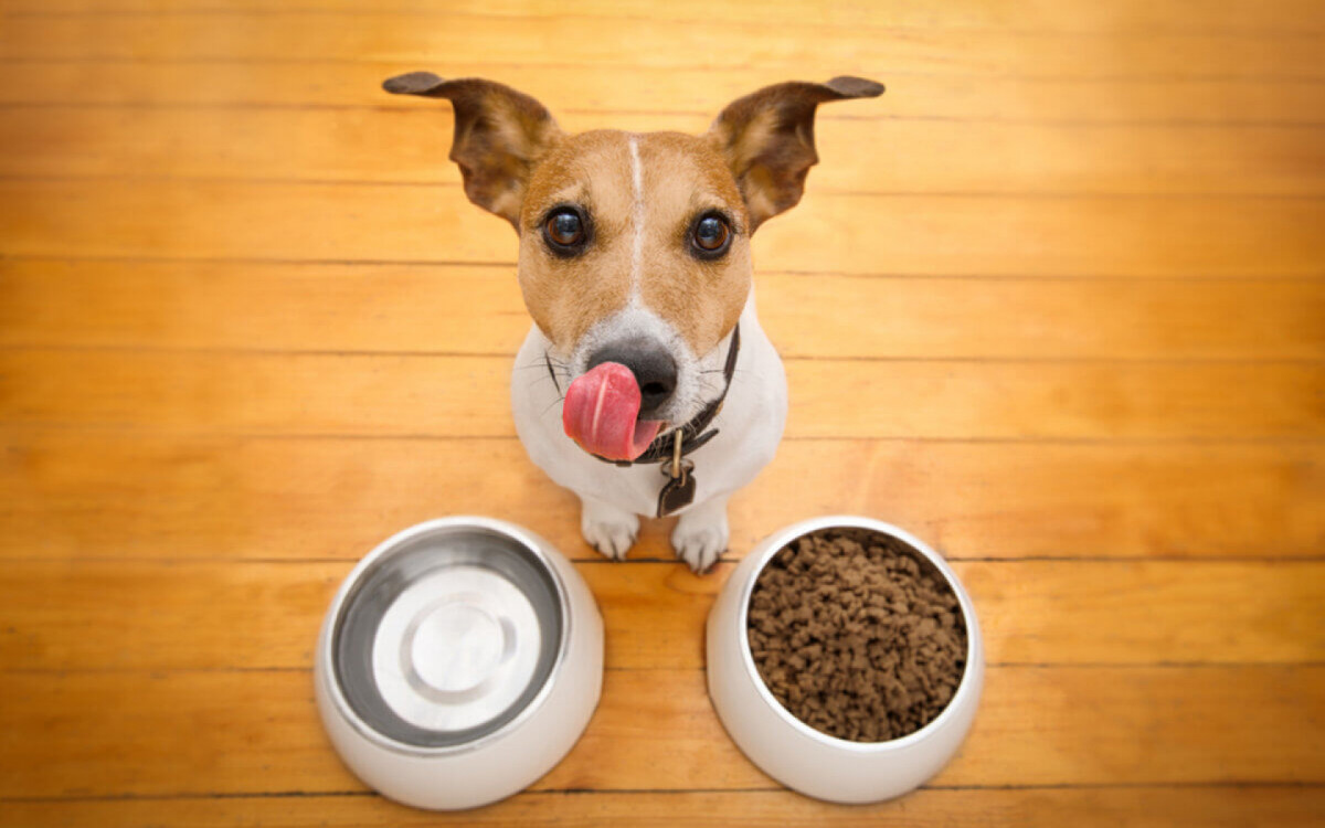 &Eacute; importante se atentar aos alimentos oferecidos aos pets, pois alguns oferecem riscos &agrave; sa&uacute;de deles (Imagem: Vibe Images | Shutterstock) 