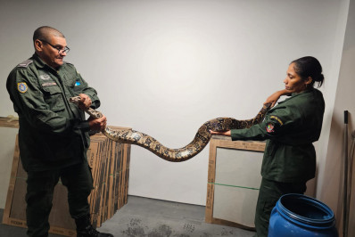 Guarda Municipal resgata cobra escondida em garagem em Piratininga