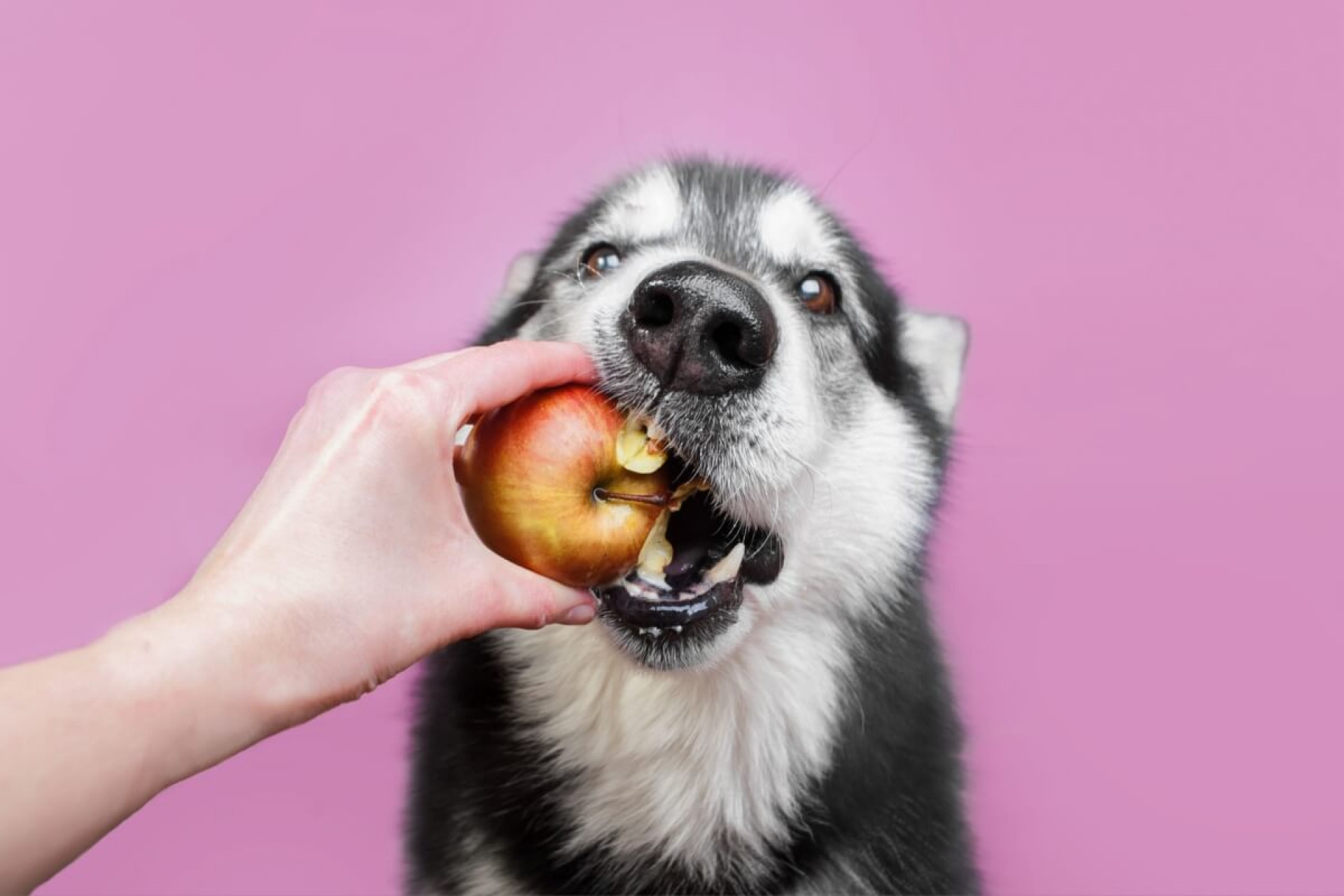 8 frutas que os cachorros podem comer