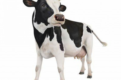 Premiação de 20 mil reais para concurso leiteiro