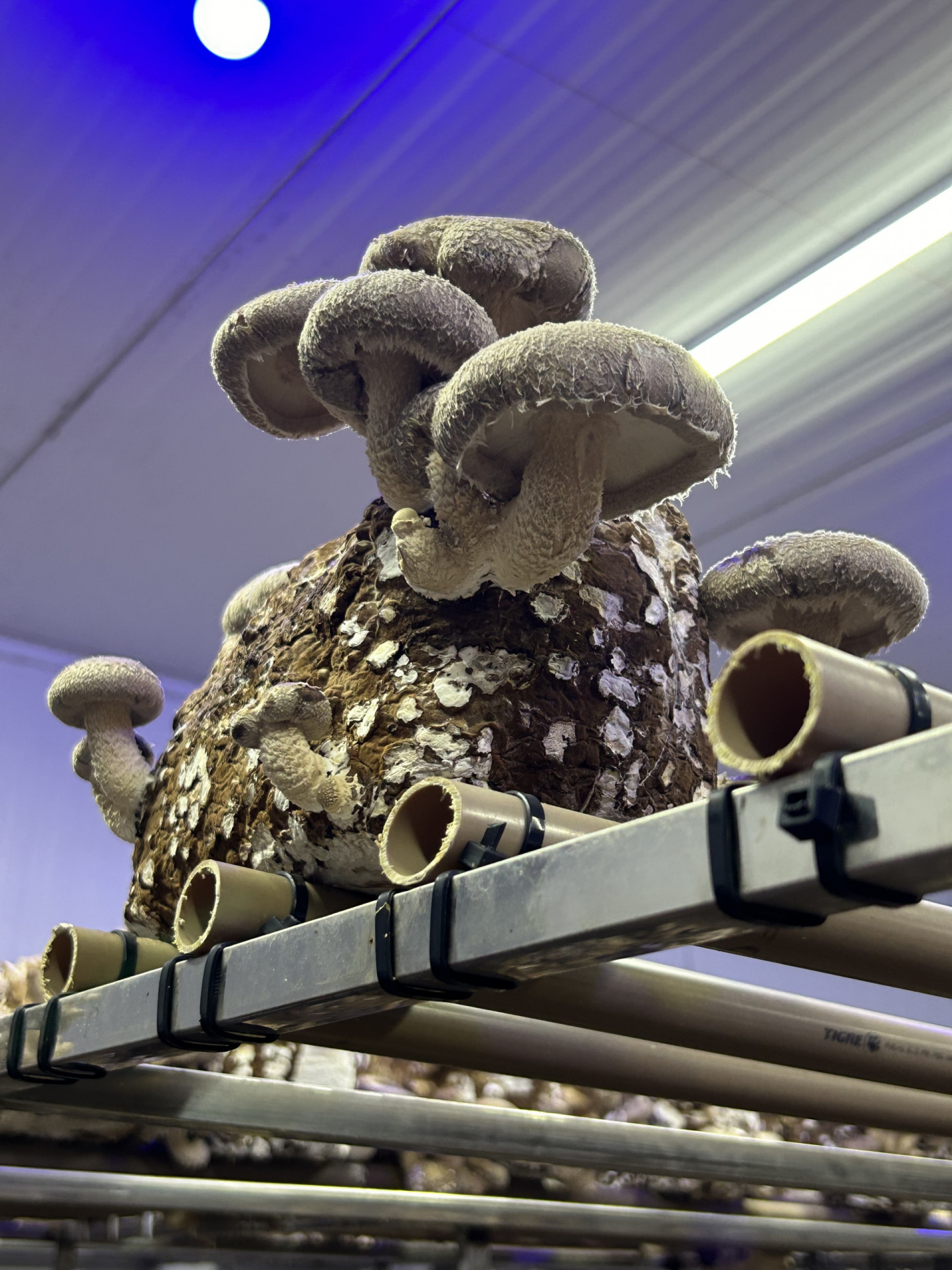 Crianças de projetos sociais da Baixada fazem imersão de sustentabilidade