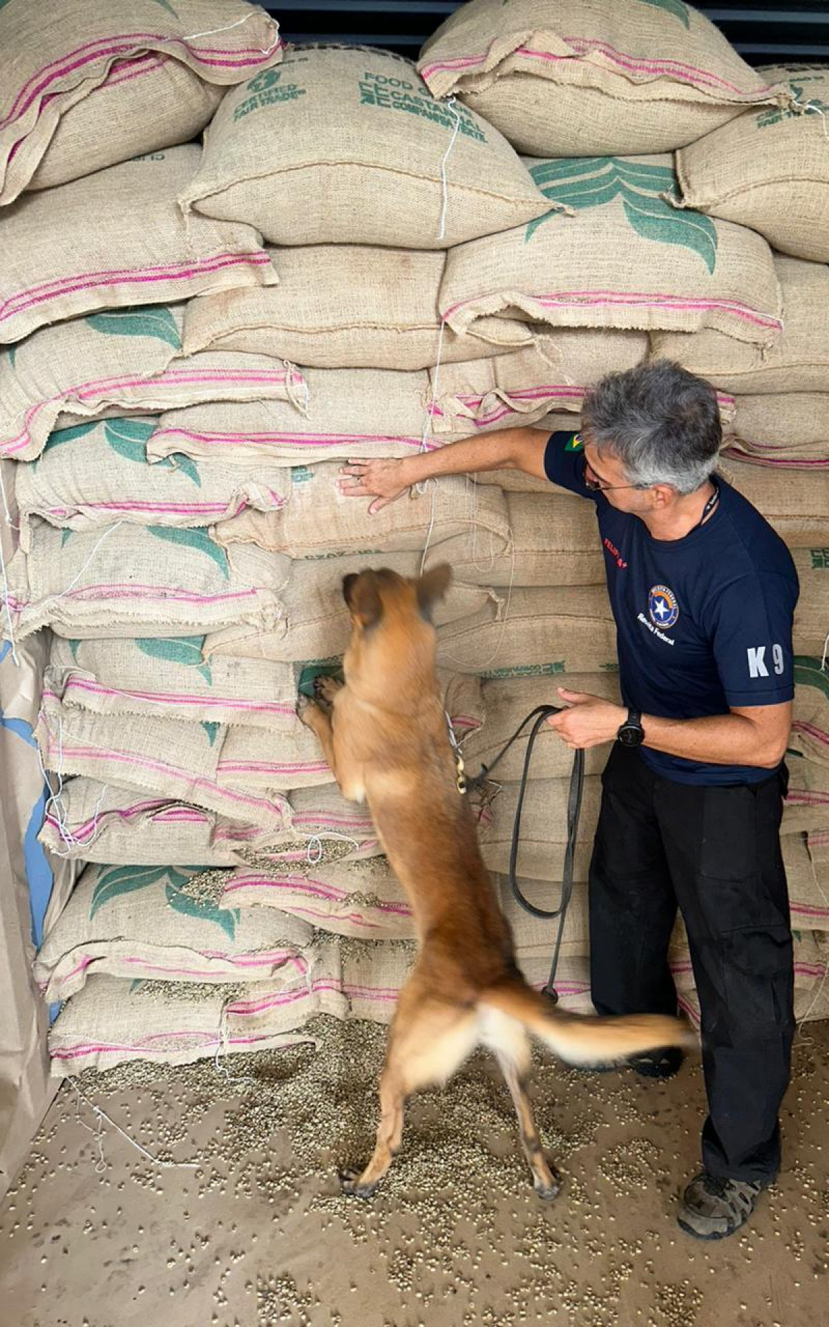 Cães farejadores auxiliaram na apreensão da cocaína no Porto do Rio - Divulgação / Receita Federal