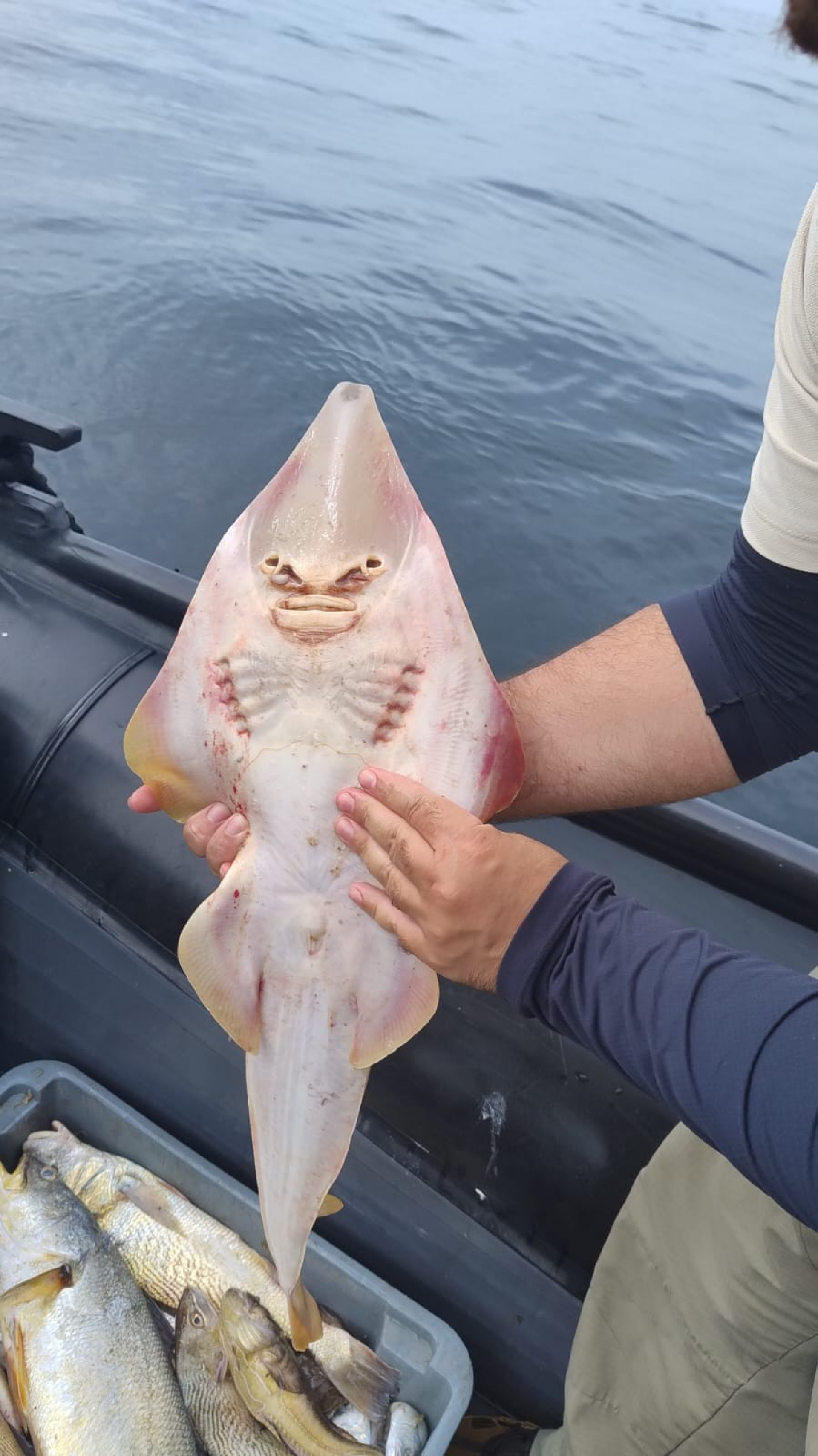 Raia-viola brasileira está ameaçada de extinção