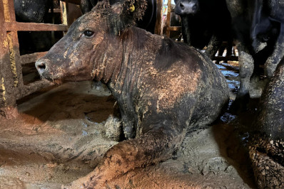 Campanhas contra o Sofrimento Animal