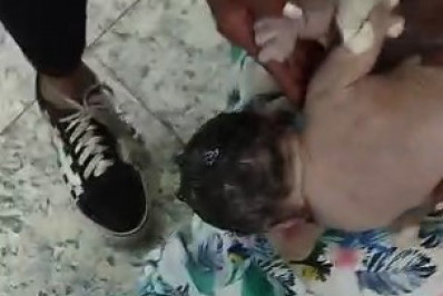 Médica é demitida após recusar internar gestante que teve bebê em chão de maternidade em Caxias