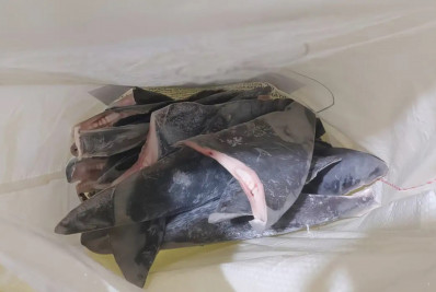 Peixes têm quantidade limitada para captura em 2024; entenda