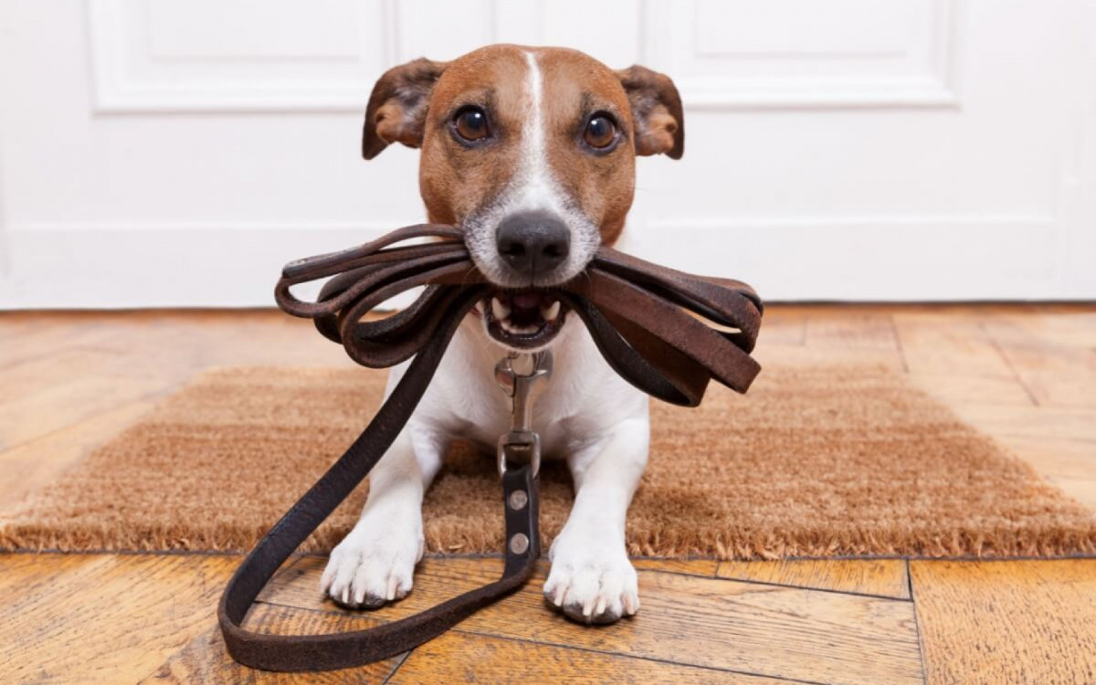 A coleira e a guia s&atilde;o importantes para garantir a seguran&ccedil;a do cachorro em passeios (Imagem: Javier Brosch | Shutterstock)