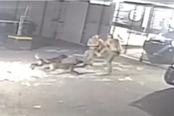 Policiais de grupo de elite brigam por escala de trabalho e acabam atacados por cães