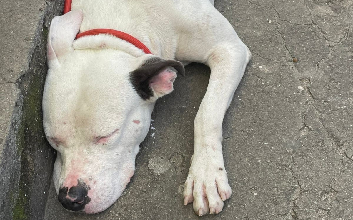 Animal foi resgatado e levado para o Centro de Controle de Zoonoses, em Santa Cruz - Divulgação