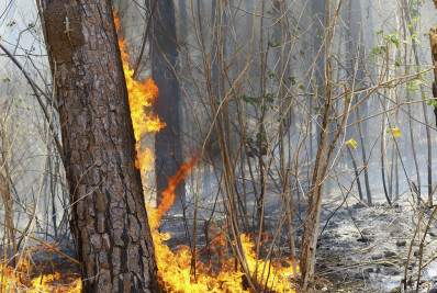 Doze acusados por incêndios florestais são presos na Venezuela