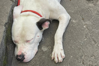 Menino de 9 anos vai parar em hospital depois de ser mordido por pitbull abandonado, em Bangu