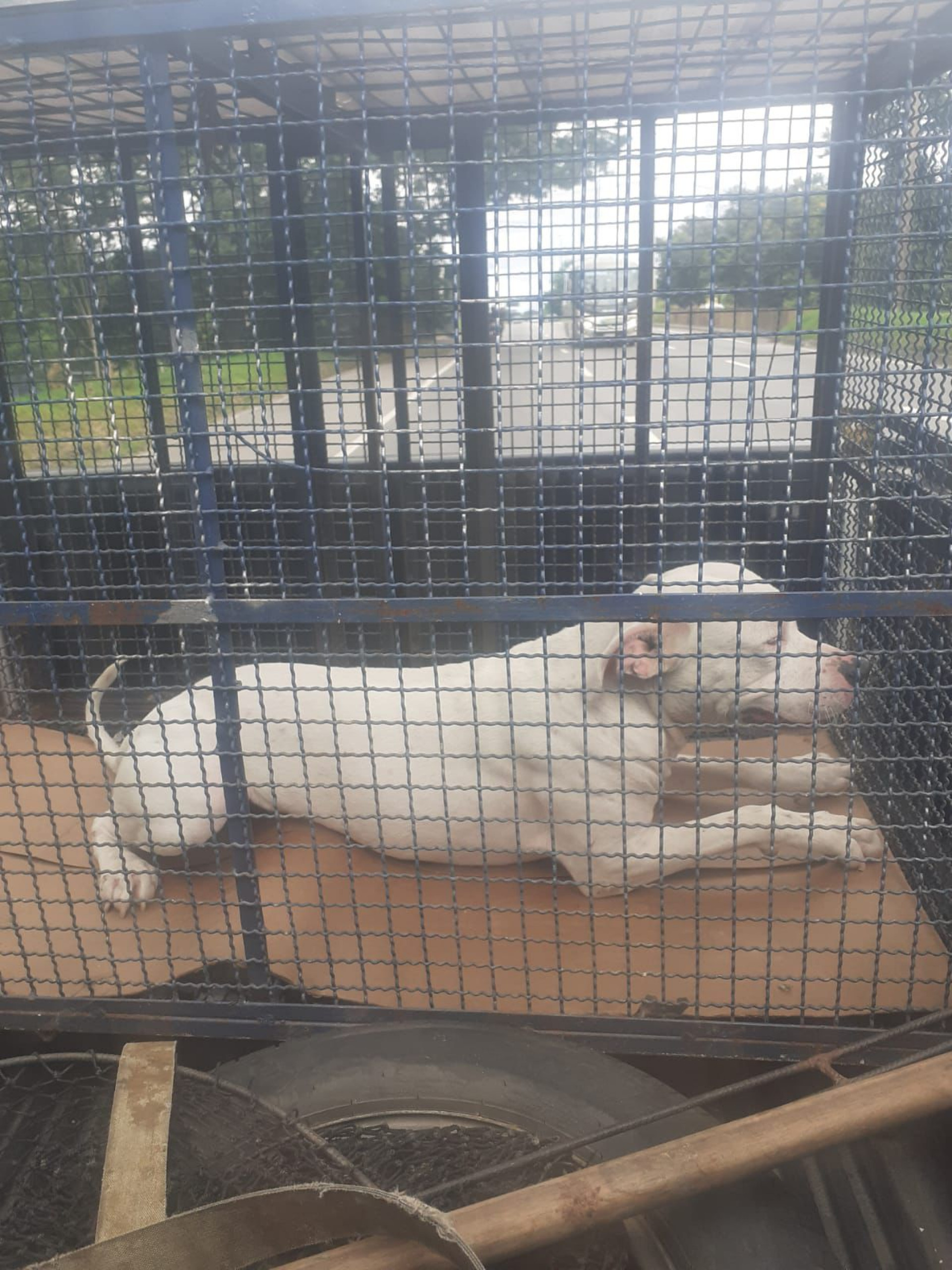 Cachorro foi resgatado e levado para o Centro de Controle de Zoonoses, em Santa Cruz