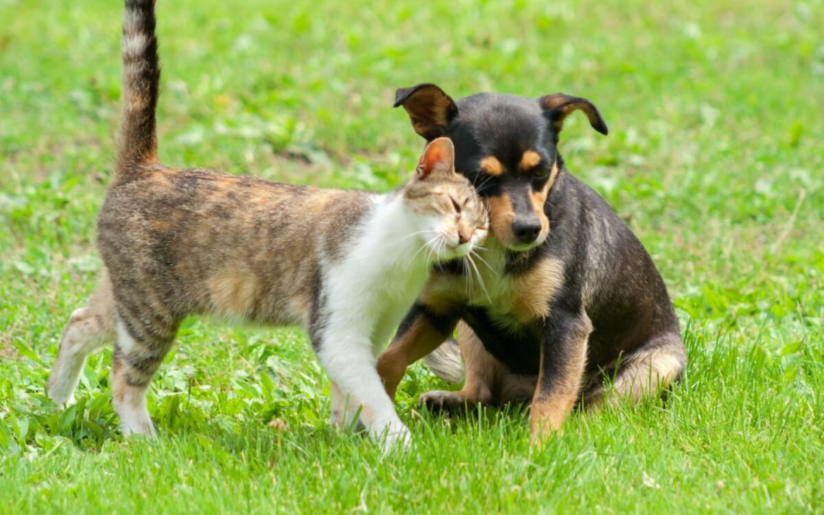 Abandono de animais no Brasil revela falta de posse responsável (Imagem: daily_creativity | Shutterstock)