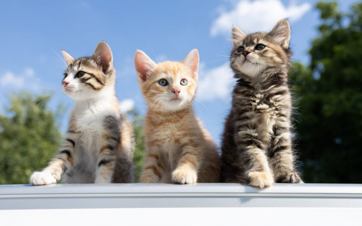 Gatos machos e fêmeas podem ter comportamentos diferentes (Imagem: Anna Pasichnyk | Shutterstock)