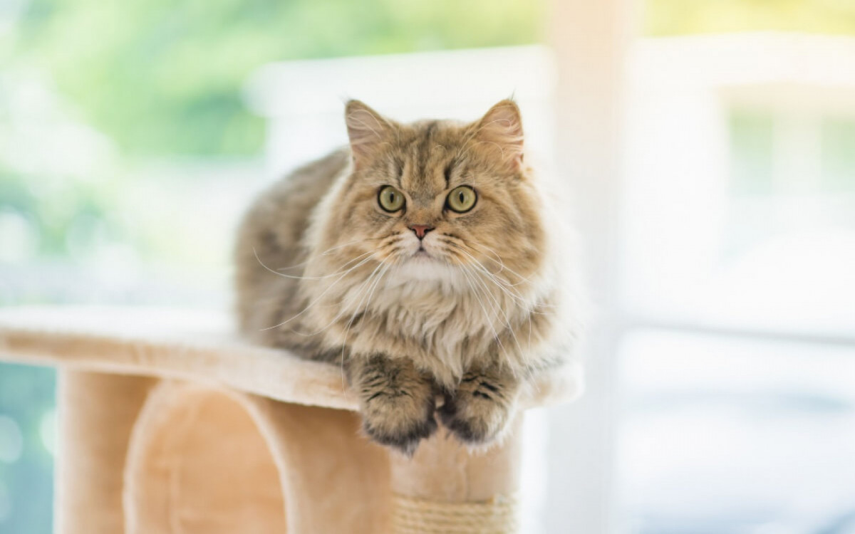 A diversidade felina encanta com suas raças e características únicas (Imagem: ANURAK PONGPATIMET | Shutterstock)