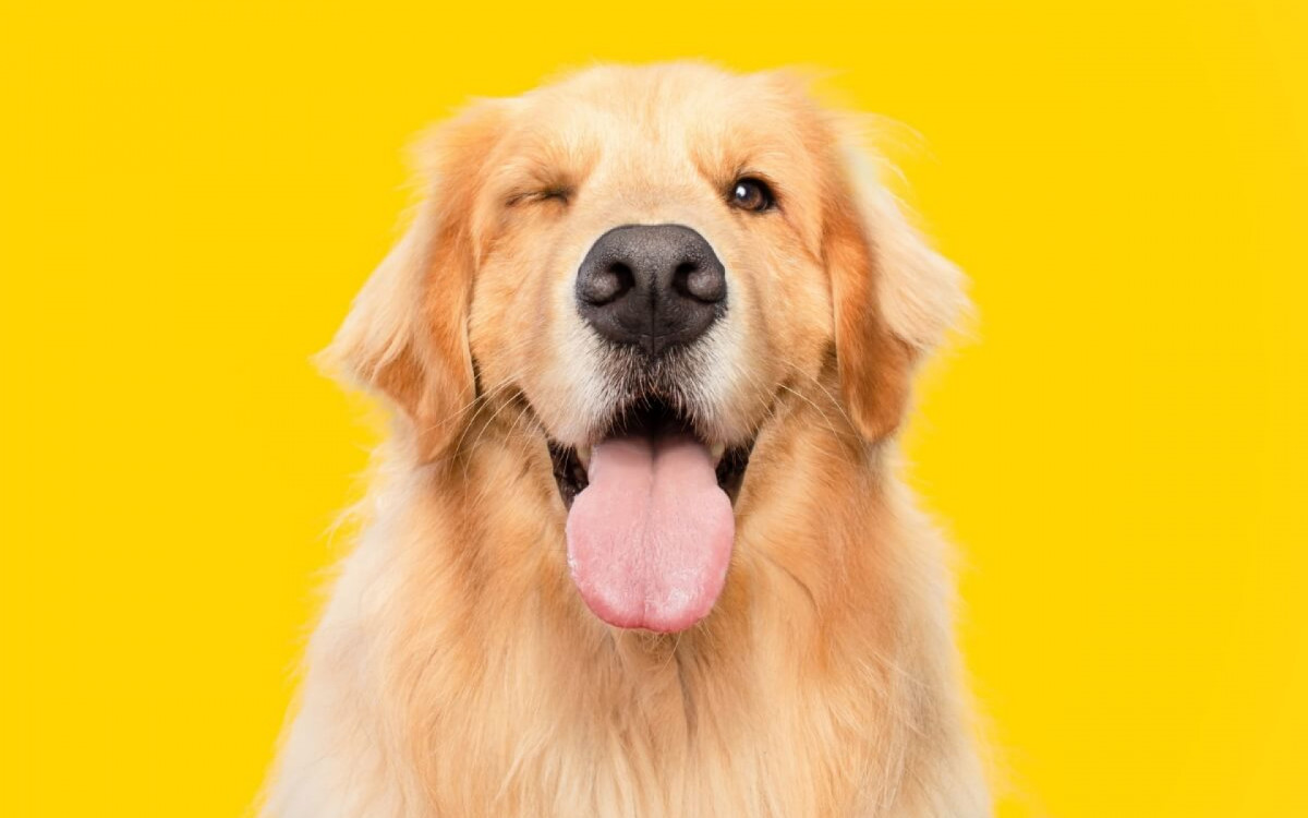 Curiosidades sobre a raça golden retriever revelam traços da história e características dos cães (Imagem: Vinicius Florio | Shutterstock) 
