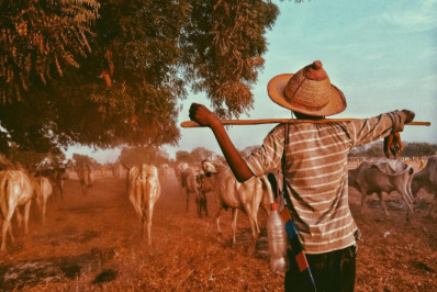 Novos combates entre pecuaristas e agricultores deixam 23 mortos no Chade