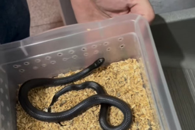 Polícia apreende mais de 40 cobras com homem que venda animais pela internet