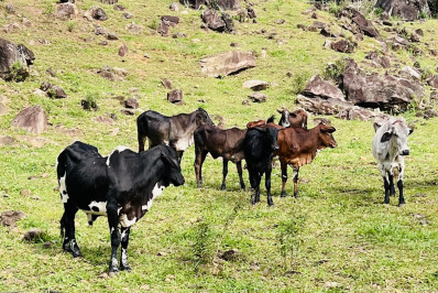 Macaé intensifica campanha contra a Febre Aftosa: Rumo à erradicação total no Rio