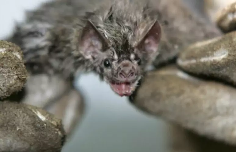 Morcego infectado com vírus da raiva é identificado na Lapa, em SP