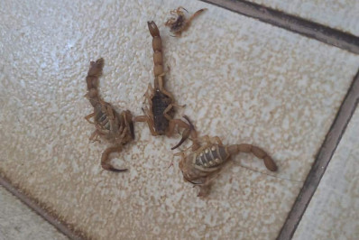 Vídeo: Irritado com atendimento, homem joga escorpiões em atendentes de posto de saúde em SP