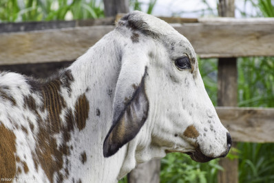 Prefeitura de Paty inicia vacinação contra febre aftosa e raiva