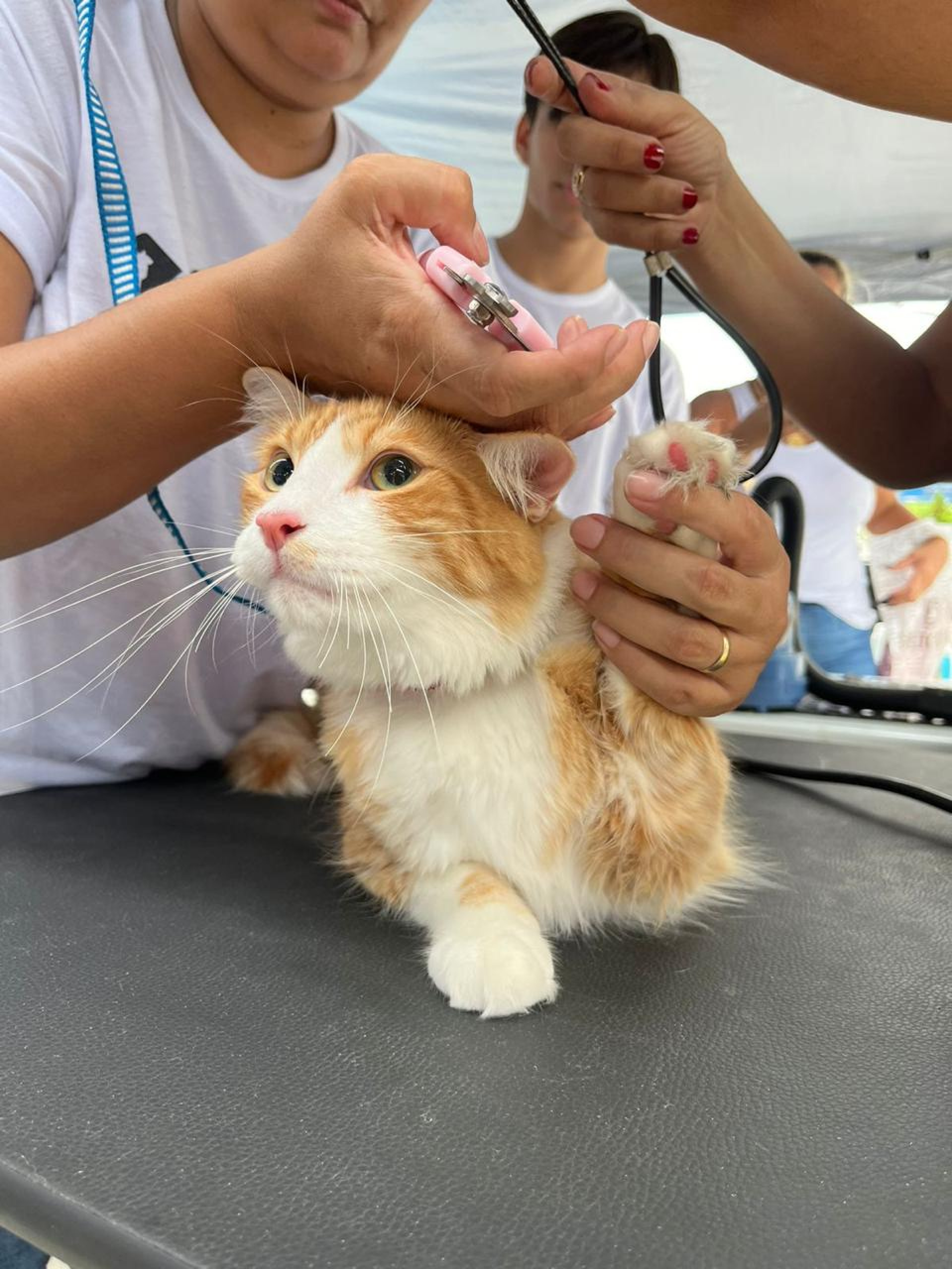 Gatinho sendo tratado em ação social gratuita