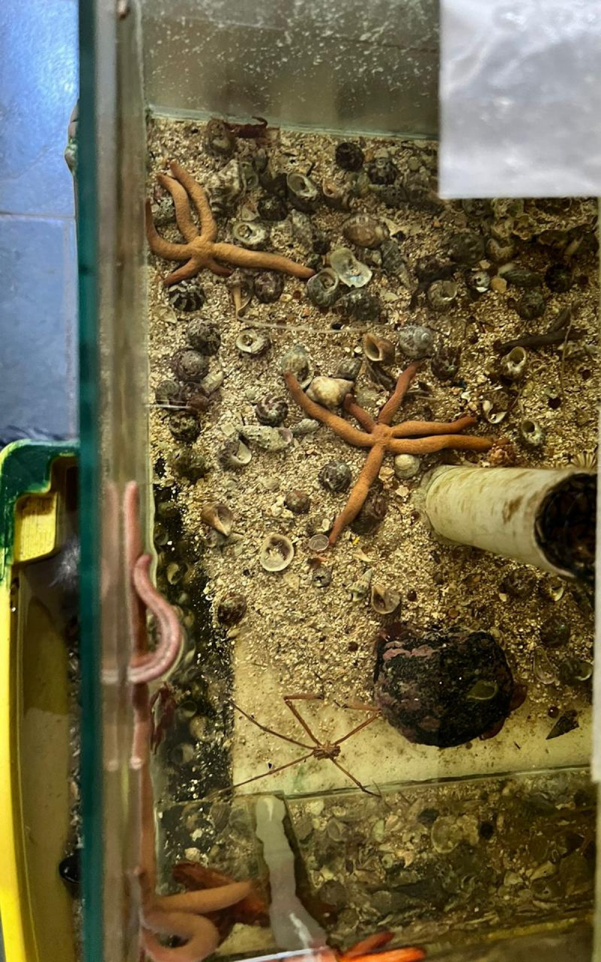 Durante a a&ccedil;&atilde;o, os policiais encontrados animais marinhos amea&ccedil;ados de extin&ccedil;&atilde;o - Divulga&ccedil;&atilde;o / Pol&iacute;cia Federal