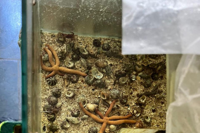 Operação da PF mira venda ilegal de animais marinhos ameaçados de extinção