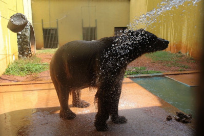 Juíza vê 'riscos incalculáveis' em transferência e mantém urso Robinho no Zoológico de Goiânia