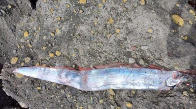 'Peixe do fim do mundo' é encontrado antes do terremoto de Taiwan; conheça a lenda