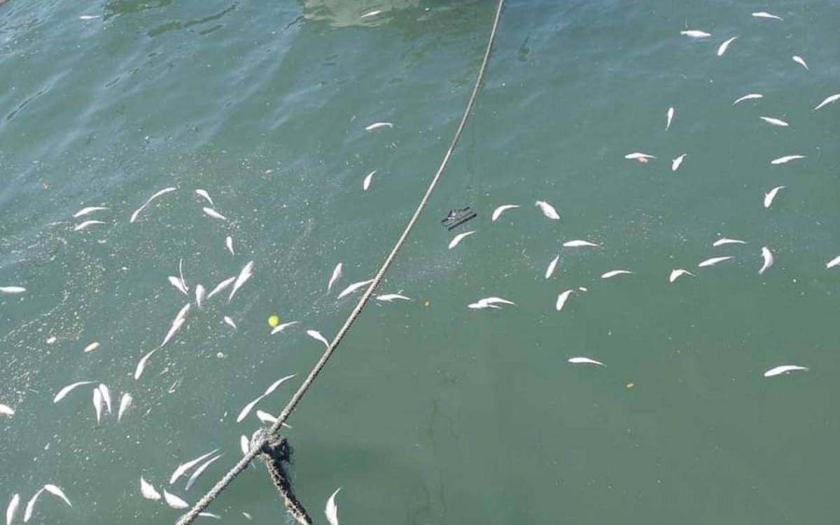 Peixes mortos no mar de Angra  entre a Mombaça e ilha de Cataguases