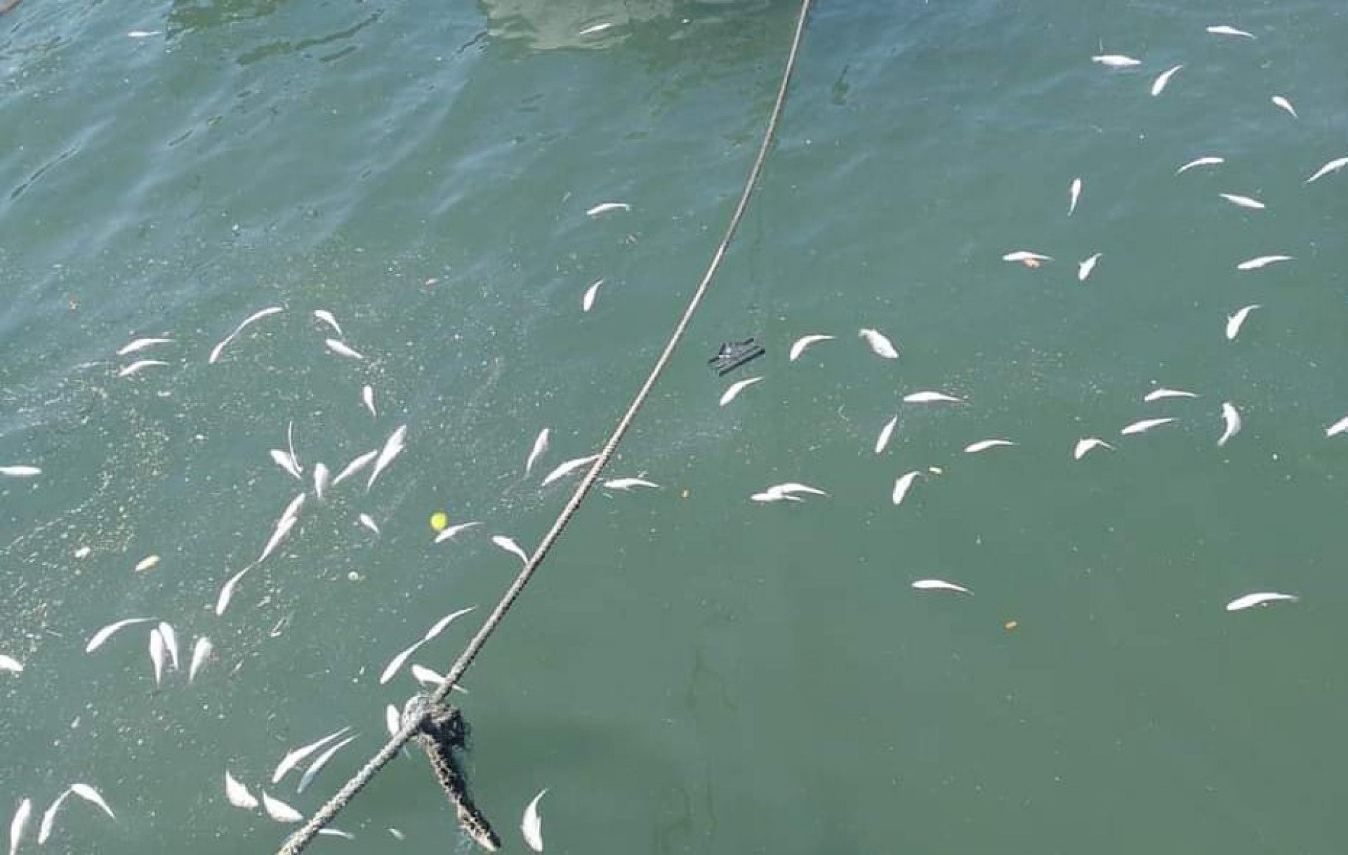 Peixes mortos no mar de Angra  entre a Mombaça e ilha de Cataguases - Divulgação/ reprodução rede social