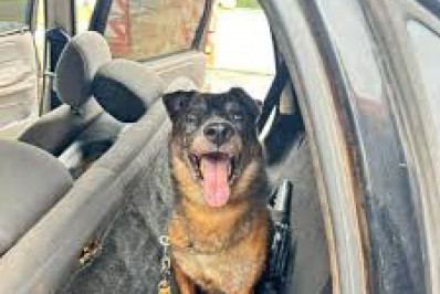 Cão farejador encontrou fuzil em comboio de fugitivos de Mossoró; conheça Zyah