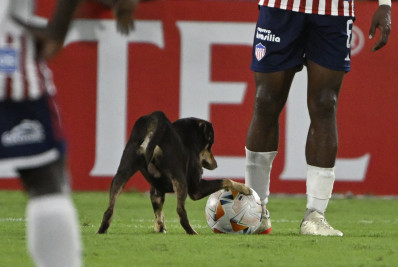 Vídeo: cachorro invade o campo e brinca com a bola em jogo da Libertadores