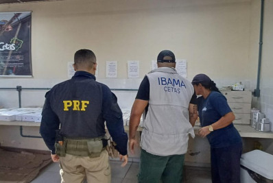 PRF apreende na Dutra 200 aves silvestres que iriam para Nilópolis