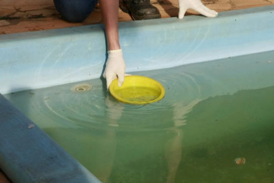 Surto de dengue acende alerta para cuidados com piscinas