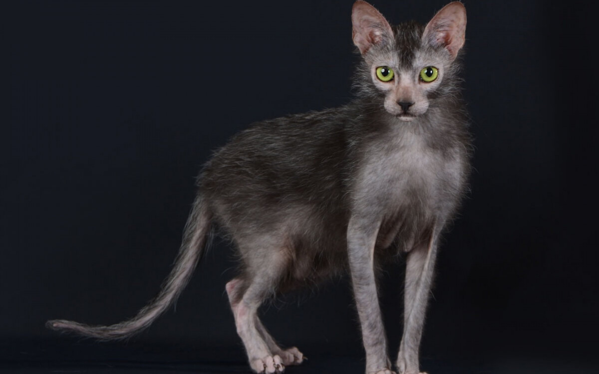 No mundo dos gatos, h&aacute; ra&ccedil;as que se destacam pelas caracter&iacute;sticas f&iacute;sicas e pela personalidade (Imagem: Cicafotos | Shutterstock)