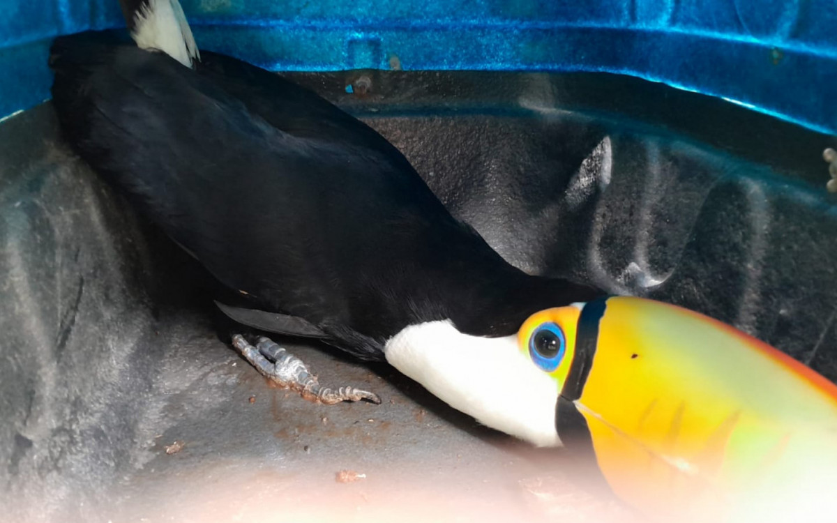 Essas aves ilegais são caçadas de forma criminosa na natureza - Divulgação