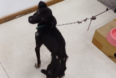 Homem é preso em flagrante por maus-tratos a cachorro em Vigário Geral