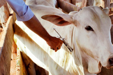 Bovinos, bubalinos e equinos são vacinados contra a raiva de forma gratuita em Itaboraí
