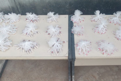 Sistema Integrado de Segurança apreende 450 sacolés de cocaína, crack e maconha