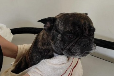 Iguaba Grande promove campanha de conscientização contra crueldade animal