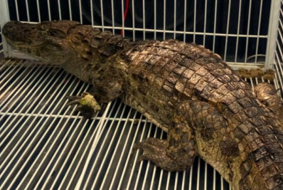 Jacaré é resgatado na Prainha de Barra de São João após ficar preso em anzol