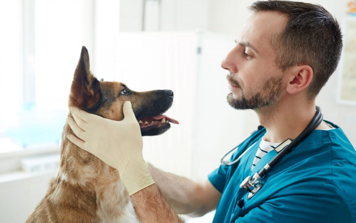 Sa&uacute;de ocular dos c&atilde;es pode ser afetada pelo envelhecimento (Imagem: Pressmaster | Shutterstock)