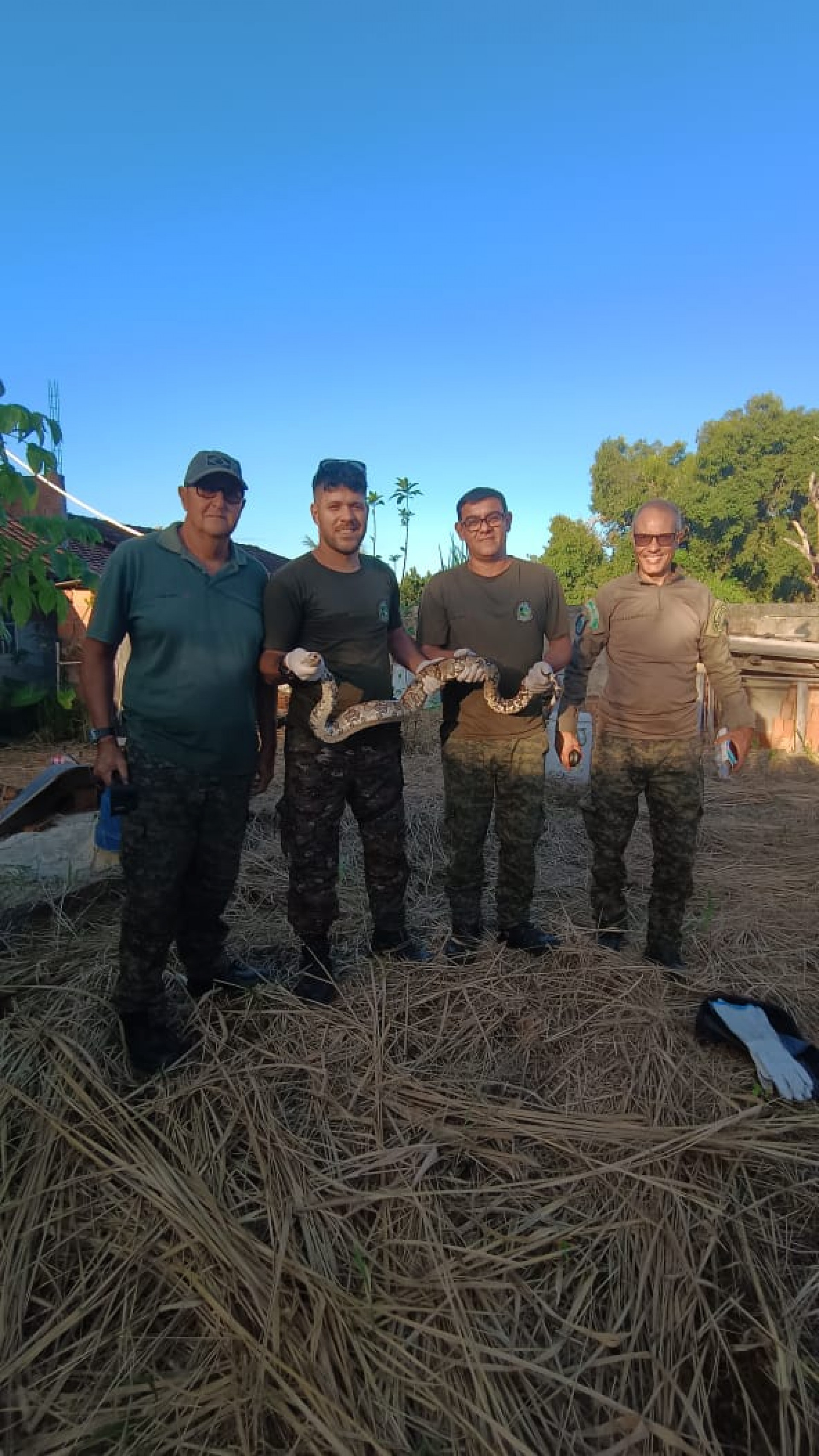 Guarda Ambiental de Saquarema realiza o resgate de cinco jiboias em diferentes pontos da cidade - Divulgação/Prefeitura de Saquarema 