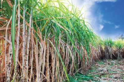 Produção nacional de cana-de-açúcar em 2023/24 atinge recorde de 713,2 milhões de t, diz Conab