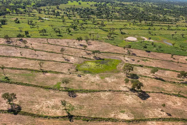 Estados se unem para enfrentar desmatamento no Pantanal