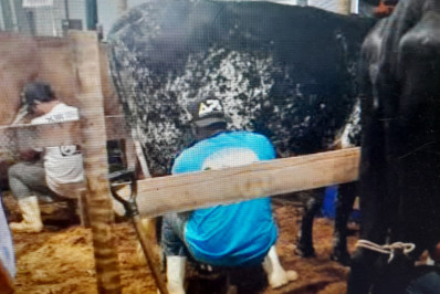 Setor agrícola no noroeste tem potencial marcado pela bovinocultura de corte e leite
